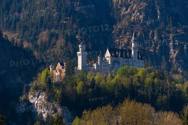 A fairytale castle rises majestically above wooded cliffs in a natural setting, Neuschwanstein, Schwangau near Füssen, Ostallgäu district, Swabia, Bavaria, Germany