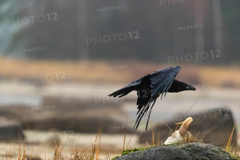 One common raven (Corvus corax) flying over a dry lakeshore on an autumnal misty cold morning