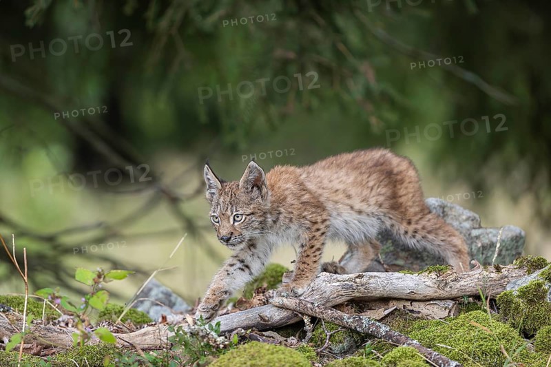 One young (10 weeks old) male Eurasian lynx, (Lynx lynx), walking over mossy rocks at a forest edge