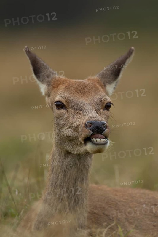 Red deer (Cervus elaphus) adult female hind animal portrait, Surrey, England, United Kingdom