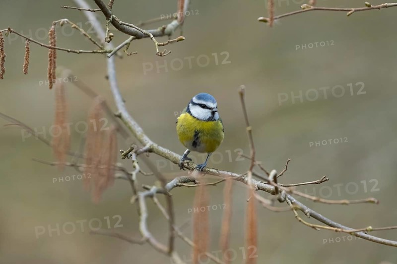 Blue tit (Cyanistes caeruleus) adult garden bird fon a Alder tree amongst catkins in winter, Suffolk, England, United Kingdom