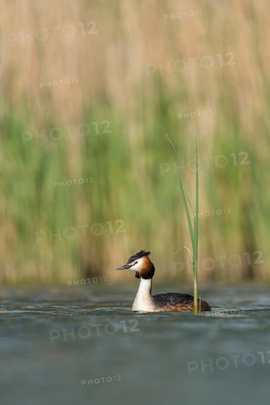 Great Crested Grebe (Podiceps cristatus), North Rhine-Westphalia, Germany