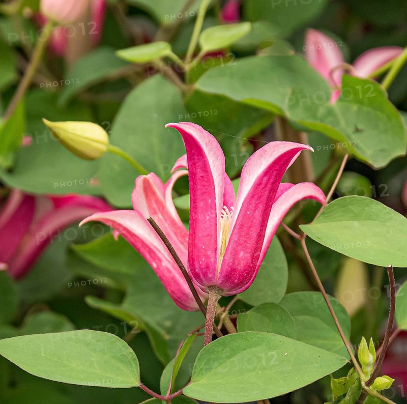 Clematis 'Princess Diana', Plantarium 2016, Netherlands