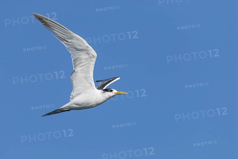 Greater Crested Tern (Thalasseus bergii) flying, Western Cape, South Africa