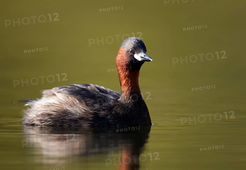 Little Grebe (Tachybaptus ruficollis), Mecklenburg-Western Pomerania, Germany