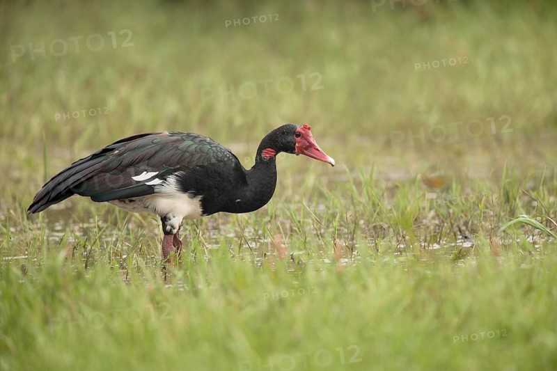 Spur-winged Goose (Plectropterus gambensis), Ethiopia