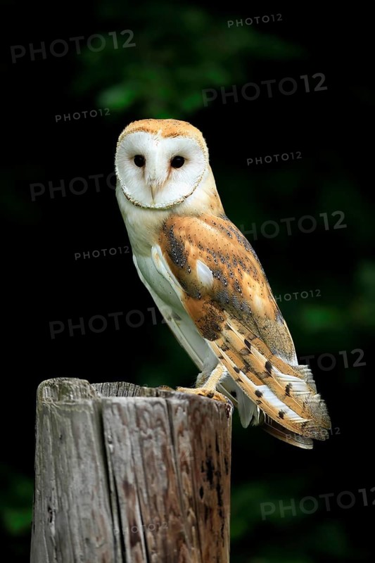 Barn owl (Tyto alba), adult, alert, on guard, Šumava, Czech Republic