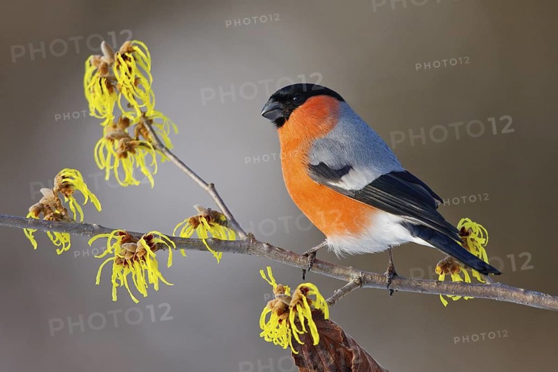 Eurasian Bullfinch (Pyrrhula pyrrhula) male, Carinthia, Austria