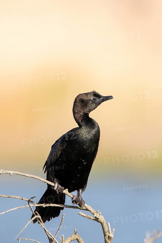 Pygmy Cormorant (Microcarbo pygmeus) perched on a branch, Romania