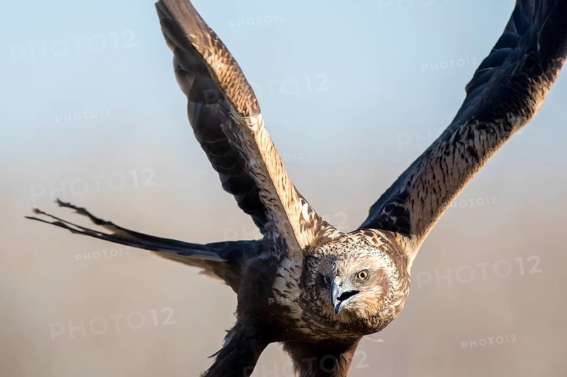 Western Marsh Harrier (Circus aeruginosus) female flying, Castile-La Mancha, Spain