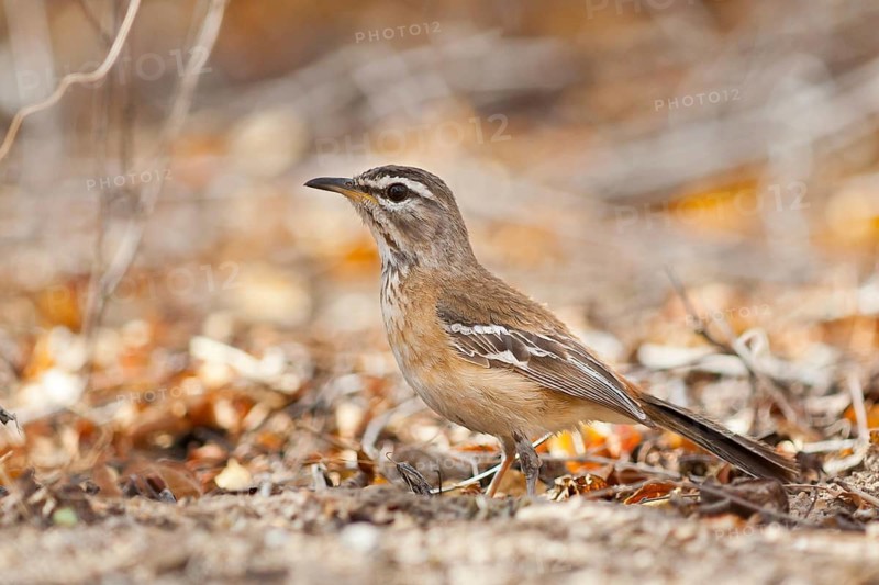 White-browed Scrub Robin (Cercotrichas leucophrys), Namibia