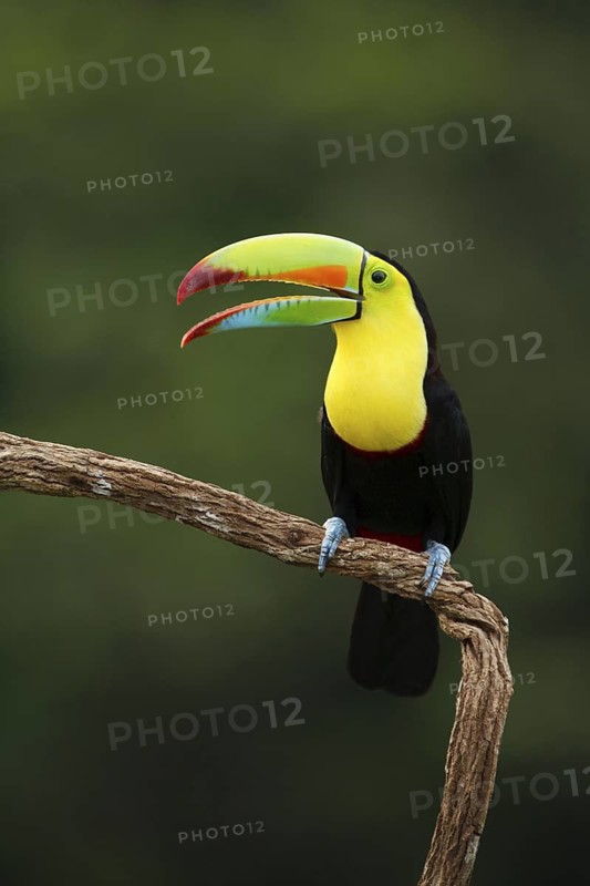 Keel-billed Toucan (Ramphastos sulfuratus), Costa Rica