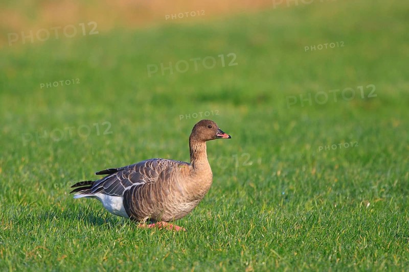 Pink-footed Goose (Anser brachyrhynchus), Netherlands