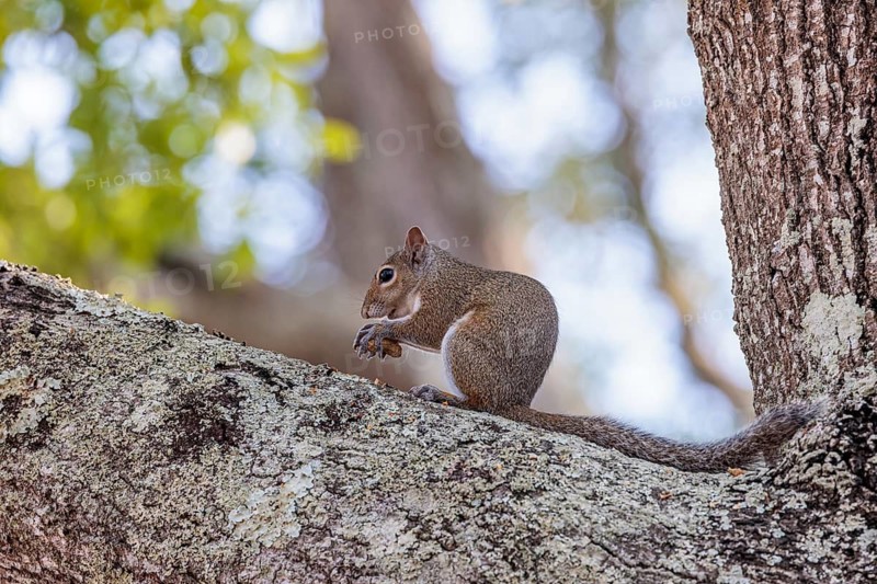 Grey squirrel sitting on a tree branch eating a peanut