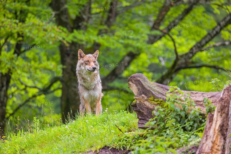 A female eurasian gray wolf (Canis lupus lupus) stands on top of a hill, next to a rotting tree lying on the ground