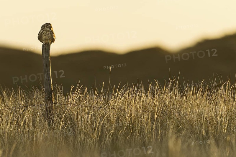 Short-eared Owl (Asio flammeus), Texel, Netherlands