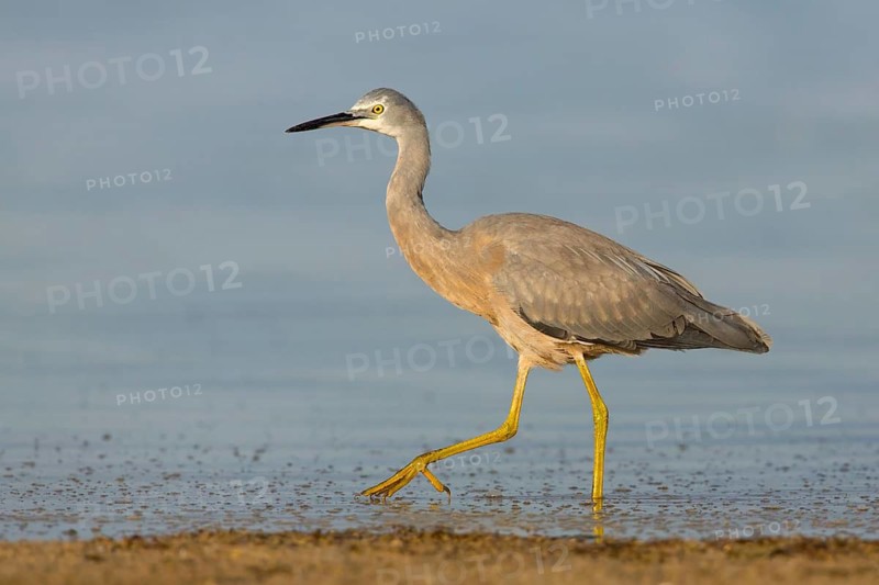 White-faced Heron (Egretta novaehollandiae), Victoria, Australia