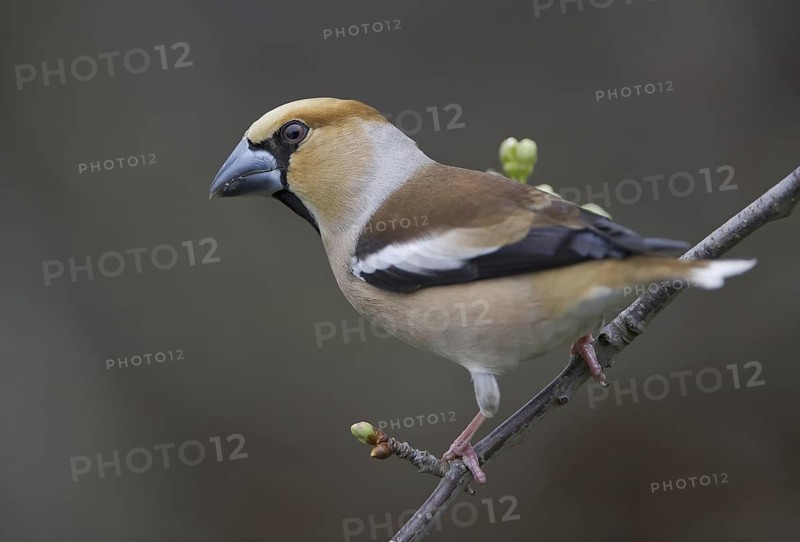 Hawfinch (Coccothraustes coccothraustes) male, Saxony, Germany