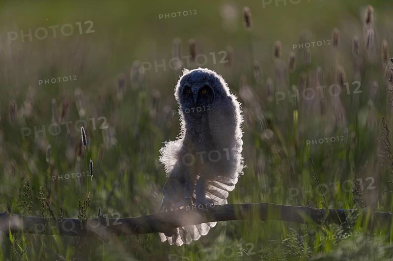 One young long-eared owl (Asio otus), sitting on a branch that is lying in a meadow. Green vegetation in the background. Backlit scene
