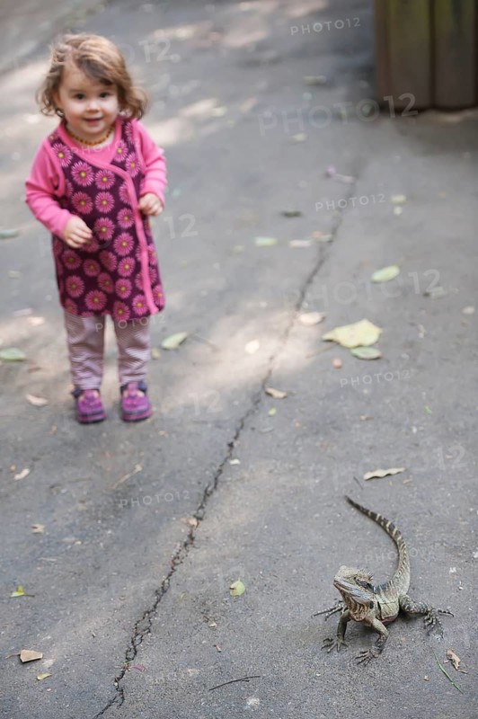 Young girl looking at an Australian eastern water dragon (Physignathus lesueurii), Lone Pine Koala Sanctuary, Brisbane, Queensland, Australia