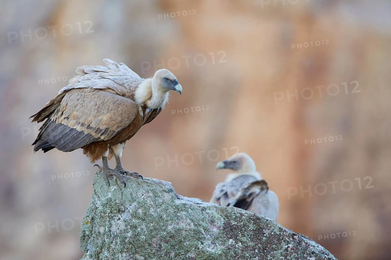 Griffon Vulture (Gyps fulvus) perched on a rock, Spain
