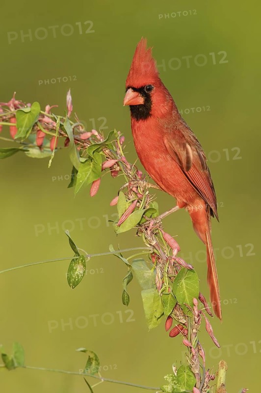 Northern Cardinal (Cardinalis cardinalis) male, Texas, USA