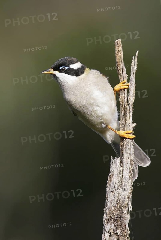 Black-chinned Honeyeater (Melithreptus gularis), Victoria, Australia