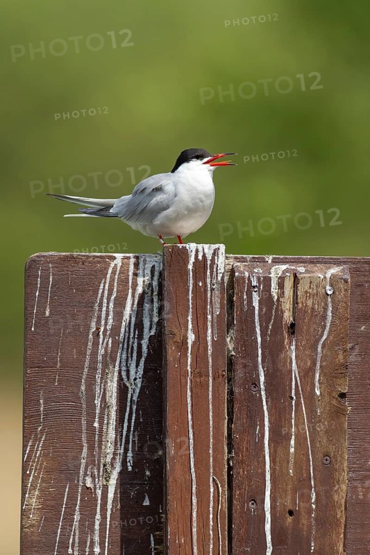Common tern (Sterna hirundo) adult bird calling on a wooden fence in the summer, England, United Kingdom