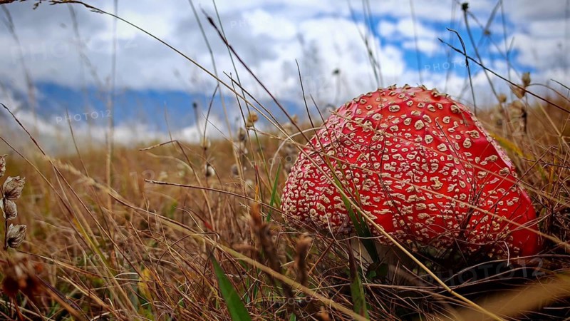 Red fly agaric (amanita muscaria) in a grassy field under a cloudy sky, Stepantsminda, Caucasus, Georgia