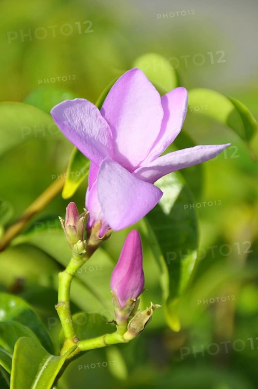 Rubber vine (Cryptostegia grandiflora), inflorescence, Cuba, Caribbean