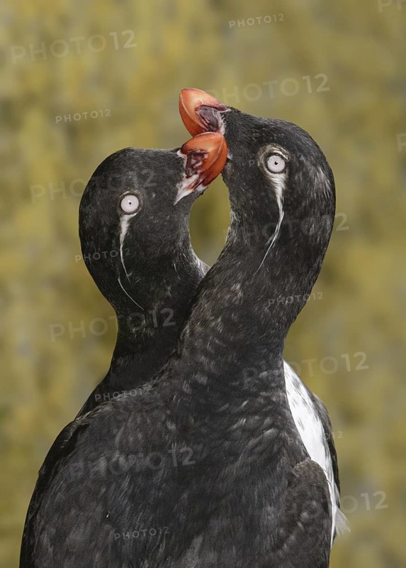 Least Auklet (Aethia pusilla), Alaska, USA