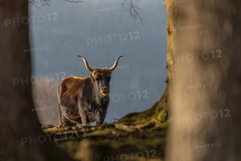 One male aurochs or urus or ure (Bos primigenius), standing at a forest edge on a sunny day