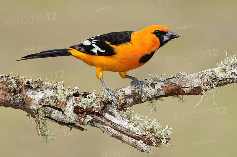 Altamira Oriole (Icterus gularis), Texas, USA