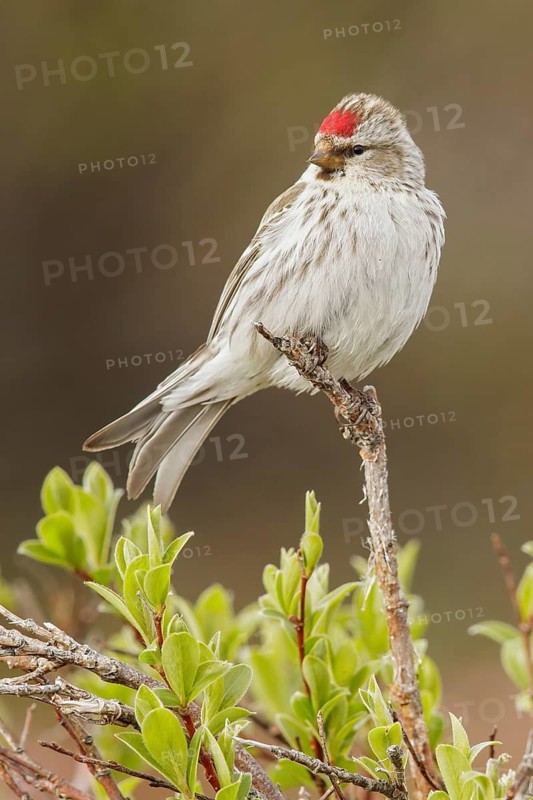 Hoary Redpoll (Acanthis hornemanni) perched on a branch in Nome, Alaska