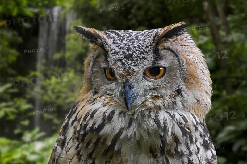 Indian eagle-owl (Bubo bengalensis), rock eagle-owl, Bengal eagle-owl horned owl species native to the Indian Subcontinent