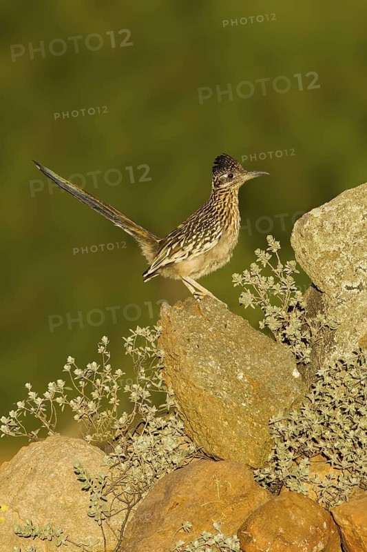 Greater Roadrunner Geococcyx californianus Amado, Santa Cruz County, Arizona, United States 20 May Adult Cuculidae