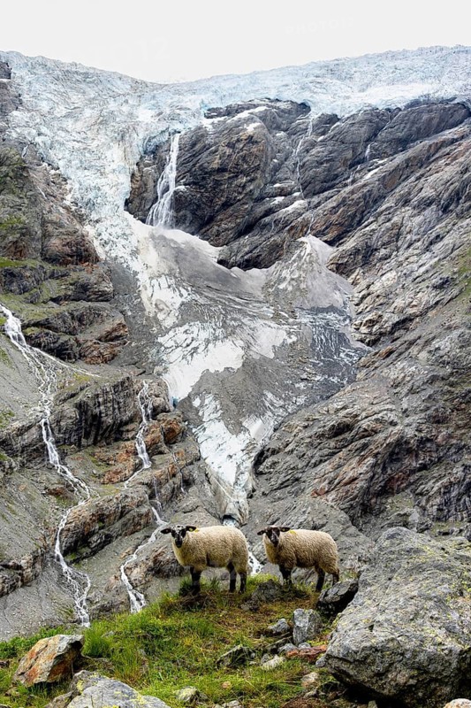 Two sheep (Ovis gmelini aries) on a steep mountain meadow in front of a glacier, mountain landscape with glacier Grindelwald-Fiescherfirn, Bernese Alps, Bernese Oberland, Switzerland