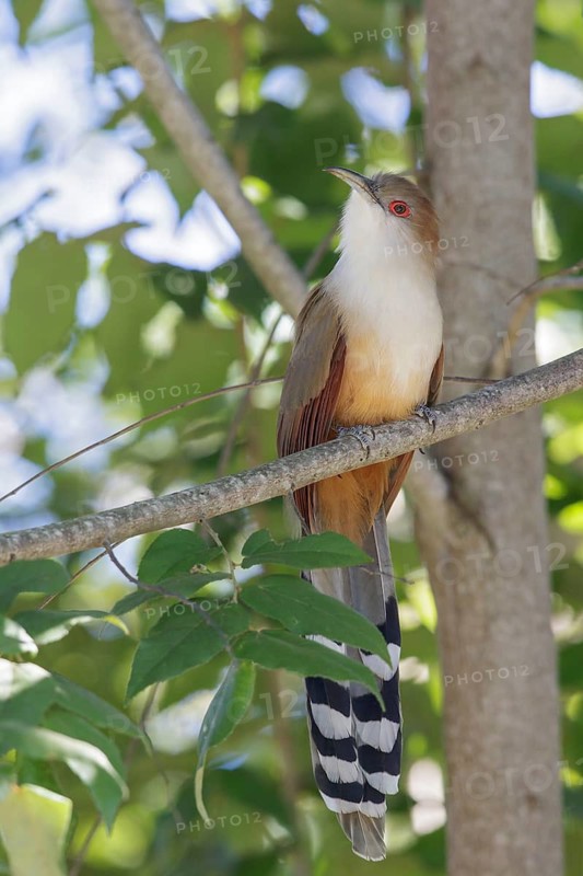 Great Lizard Cuckoo (Coccyzus merlini) perched on a branch in Cuba