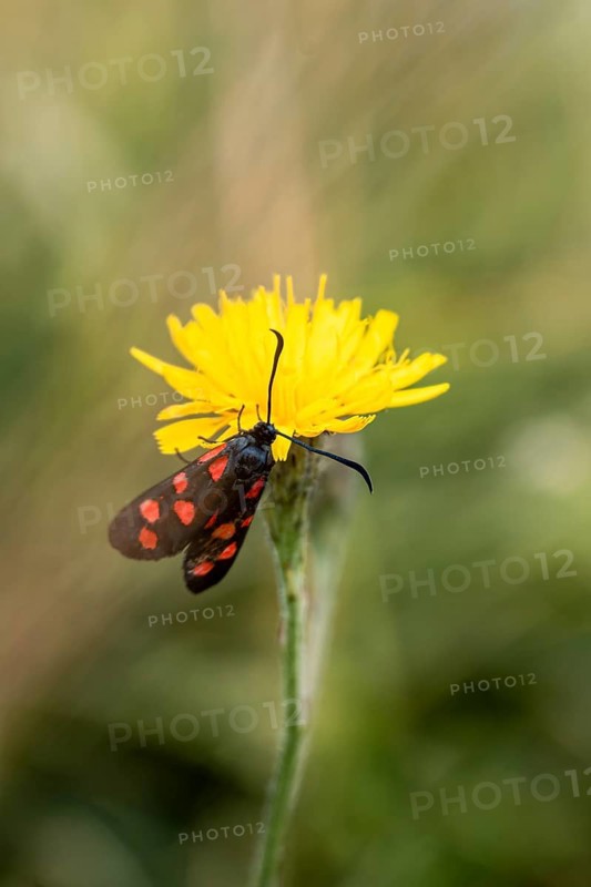 Six-spot burnet (Zygaena filipendulae), Switzerland