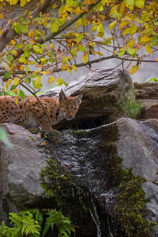 A Eurasian lynx (Lynx lynx) drinks water above a small waterfall