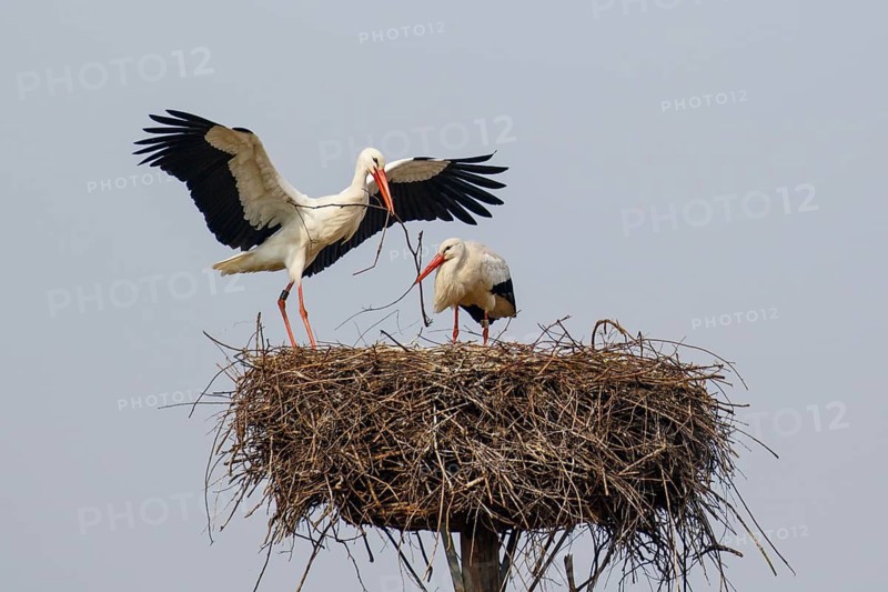 White Stork (Ciconia ciconia) pair in nest, North Rhine-Westphalia, Germany
