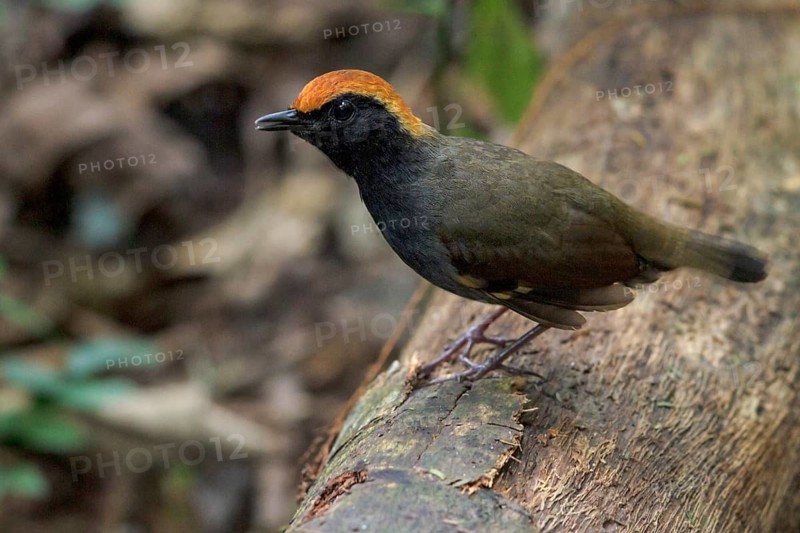 Rufous-capped Antthrush (Formicarius colma) perched on a branch in the Atlantic rainforest of southeast Brazil