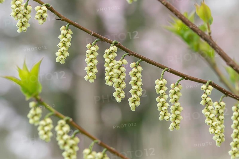 Pearl tail (Stachyurus praecox var. leucotrichus), Otto Eisenhut nursery, Switzerland