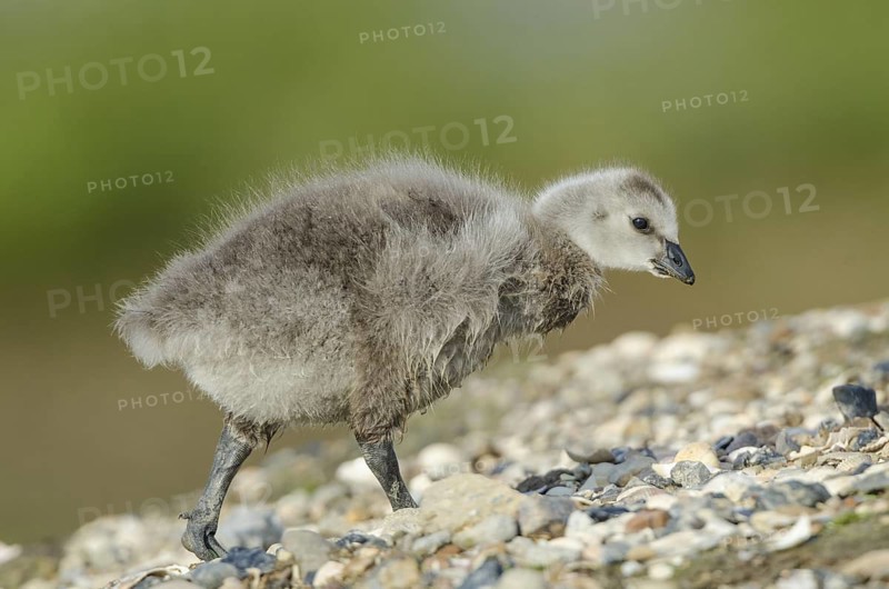 Barnacle Goose (Branta leucopsis) juvenile, Schleswig-Holstein, Germany