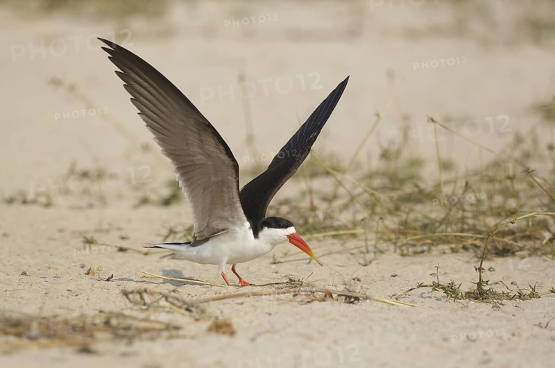 African Skimmer (Rynchops flavirostris), Chobe, Botswana