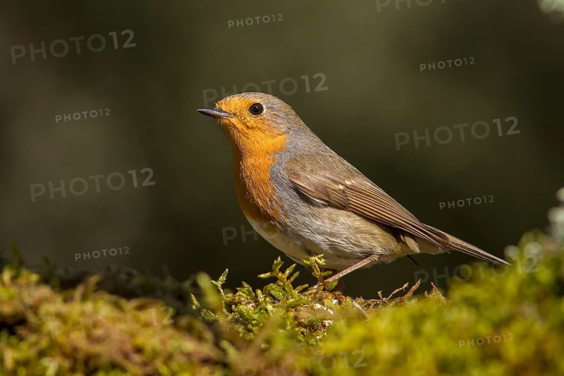 European Robin (erithacus rubecula) perched on moss, Galicia, Spain