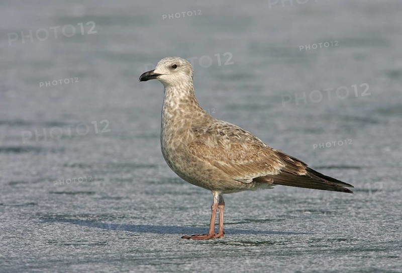 American Herring Gull (Larus smithsonianus), Ohio, USA