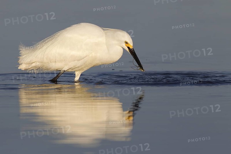 Snowy Egret (Egretta thula), Florida, USA
