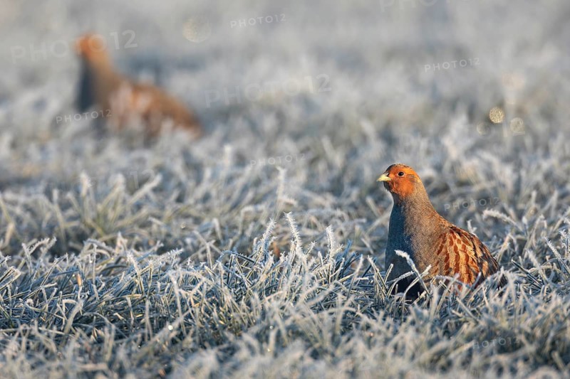 A pair of grey partridges (Perdix perdix) foraging in a meadow with hoar frost, Frost, Germany