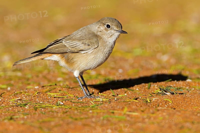 Familiar Chat (Oenanthe familiaris), Hardap, Namibia